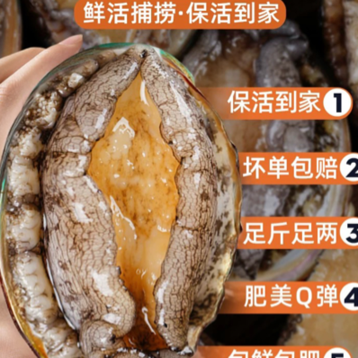 东山岛5-8头鲍鱼活冻发包鲜到家