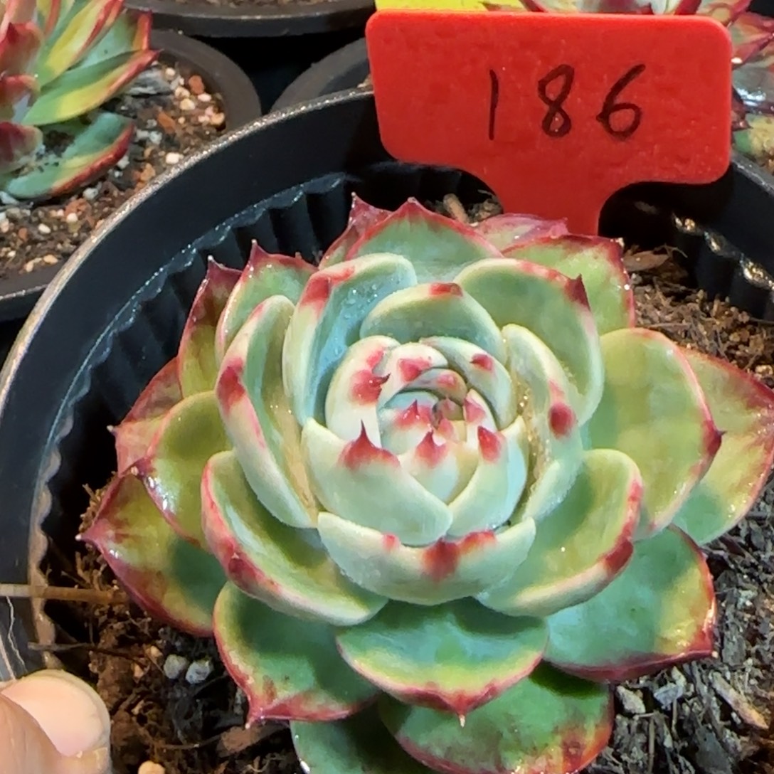 惊鸿一物一拍包装收缩花旱186