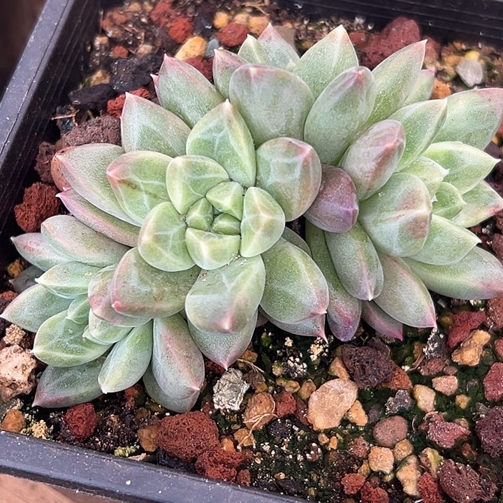 鱼****美人杂交特价多肉