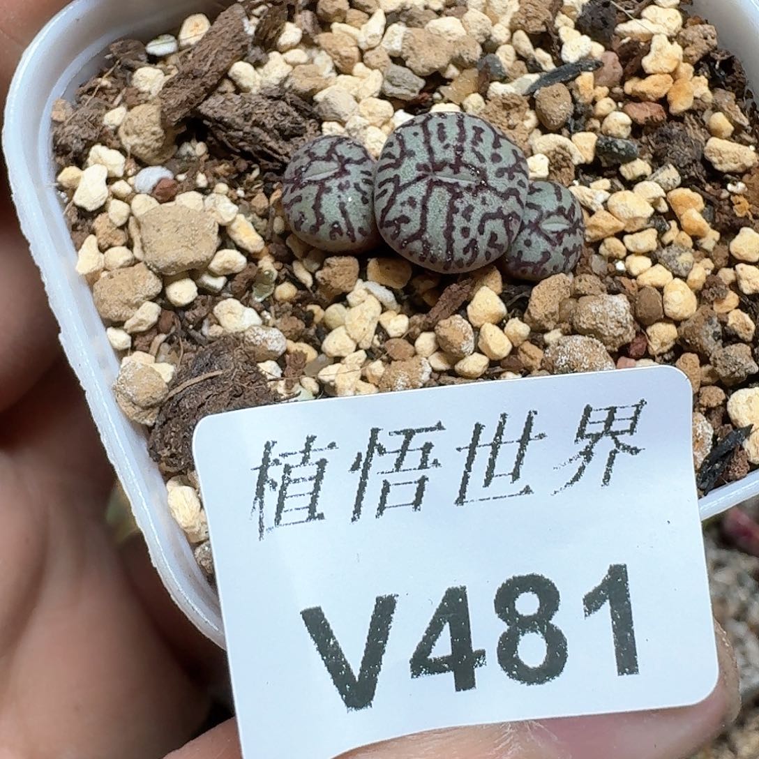 481号多肉植物哇序jb b