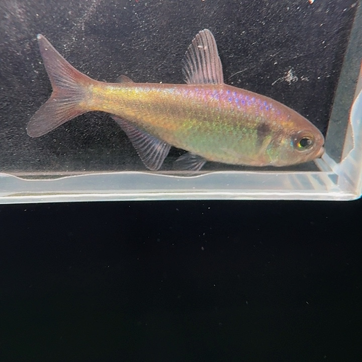 小***哈灯科鱼左下缸16号碎金缎带3厘米一条