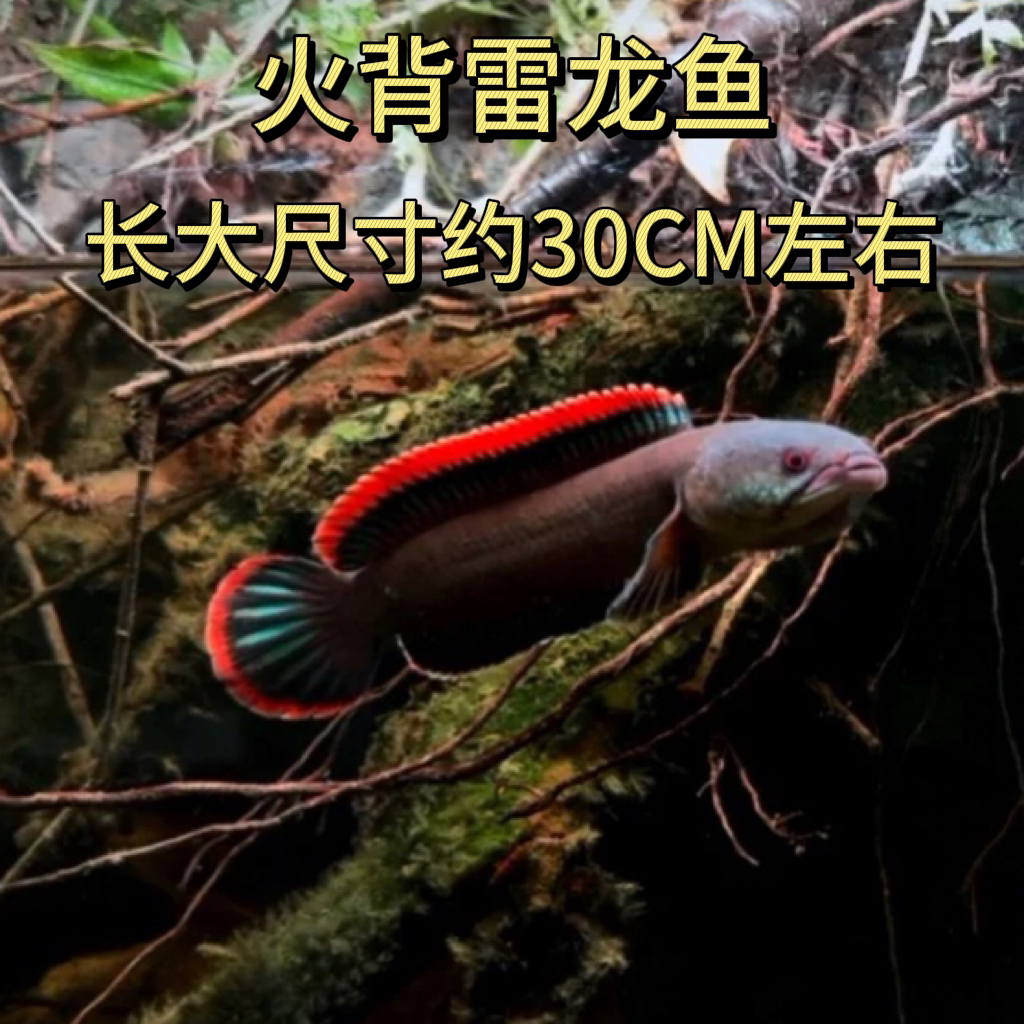 火背雷龙鱼亚热带淡水观赏鱼中型雷龙凶猛热带鱼