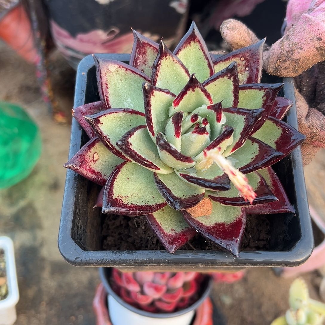 多肉植物多肉植物