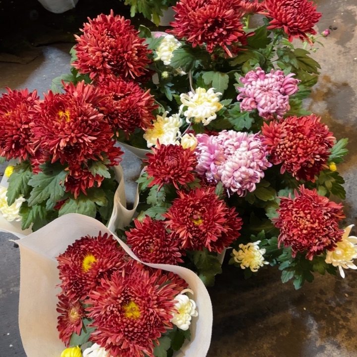 140规格彩色龙爪菊（颜色不固定）