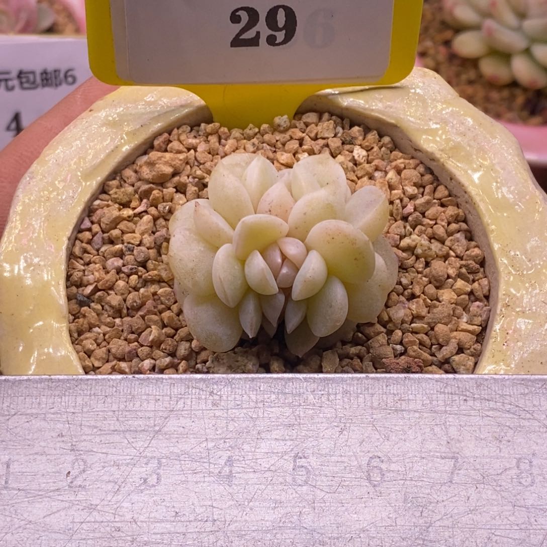 629饼底糖心优选缀化