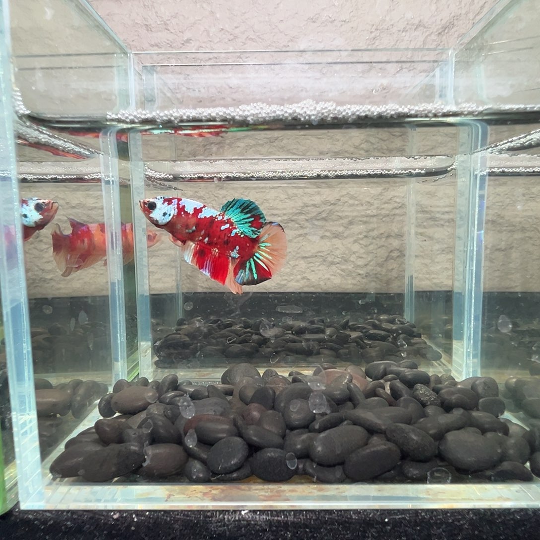 斗鱼阿浩泰斗27日97