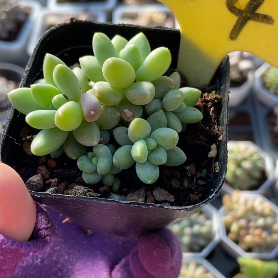 2-4阿蒂斯托多肉植物