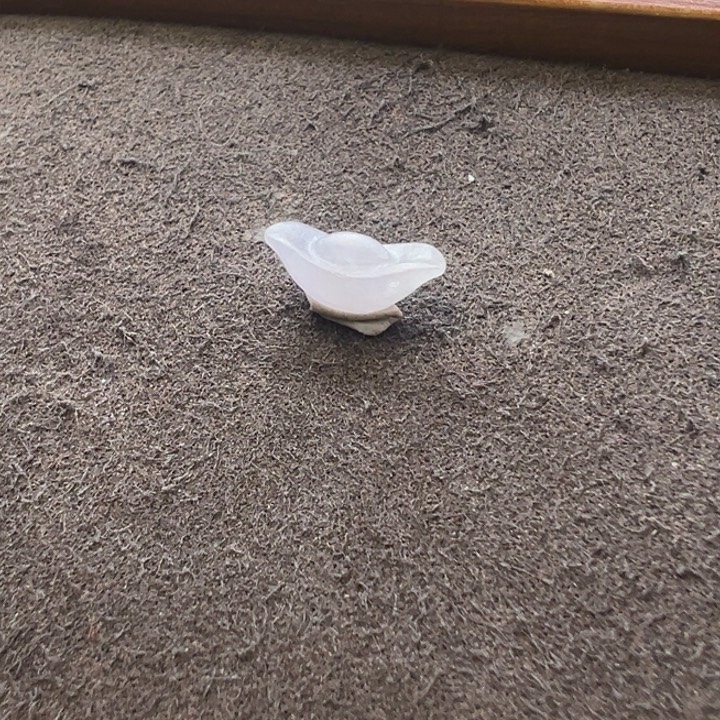 定制翡翠未镶嵌翡翠元宝