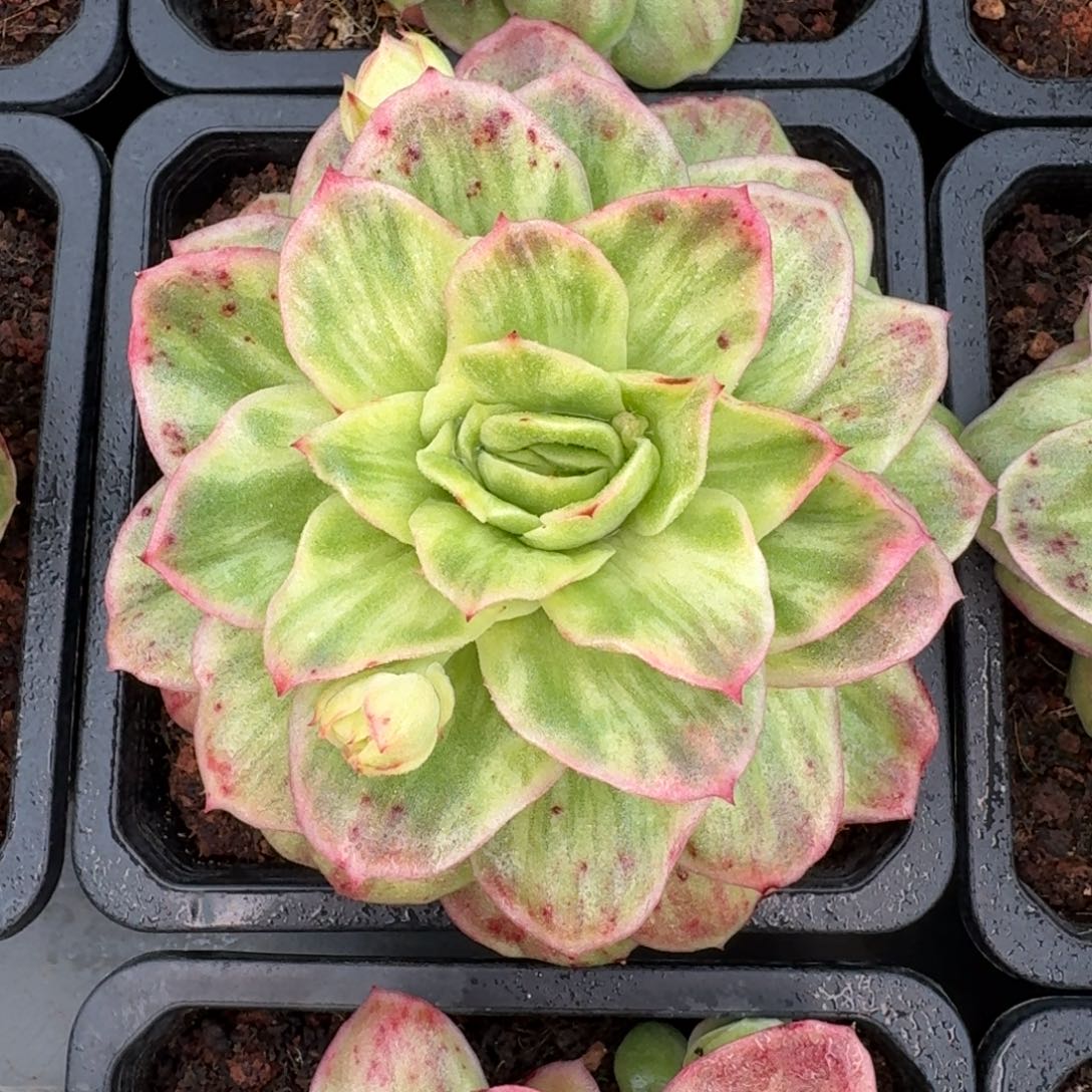 从前慢花园多肉编号-玉白菜