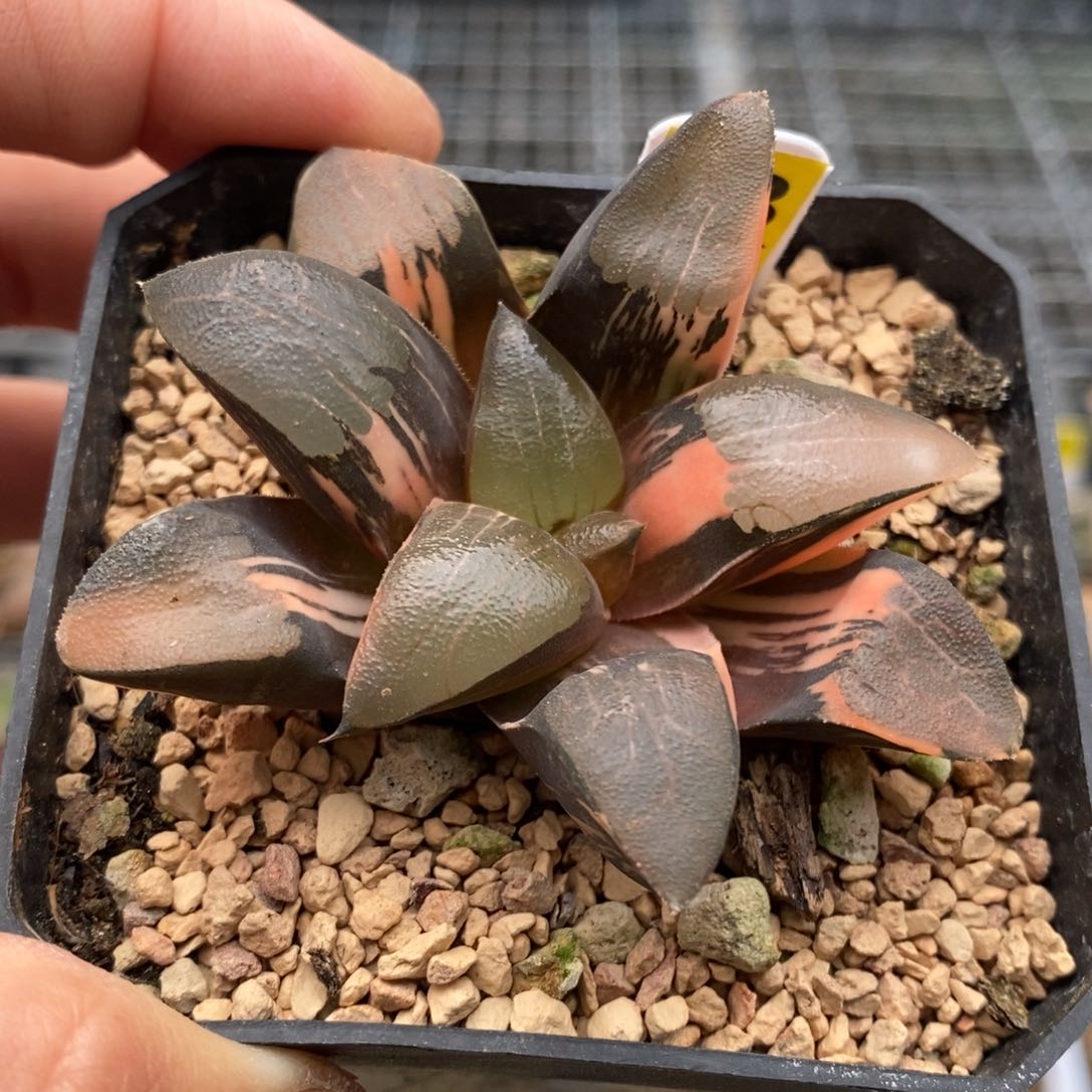 13号丘比特锦多肉