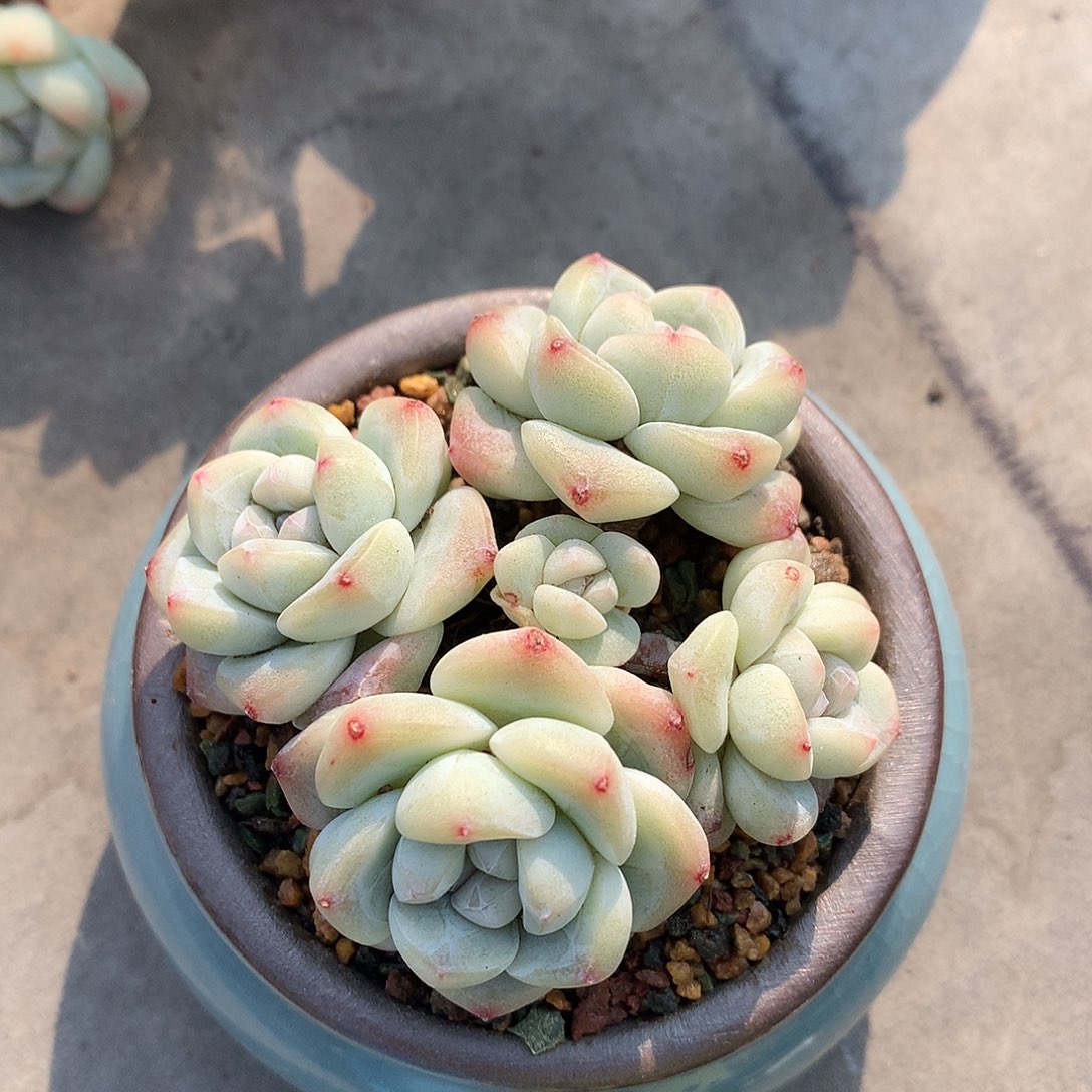 一物一拍，冰玉小手捧