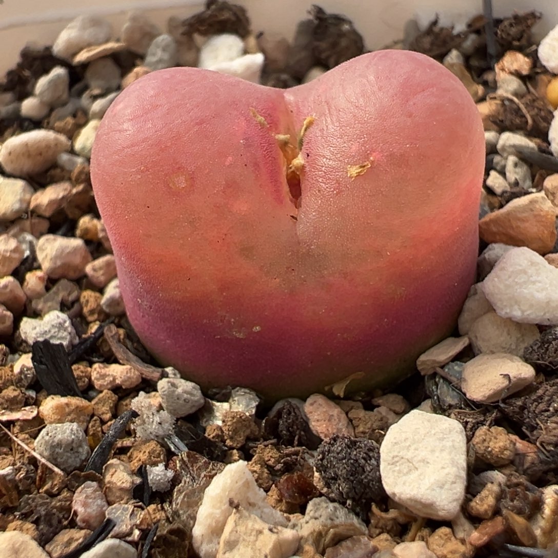 742多肉植物种类多样