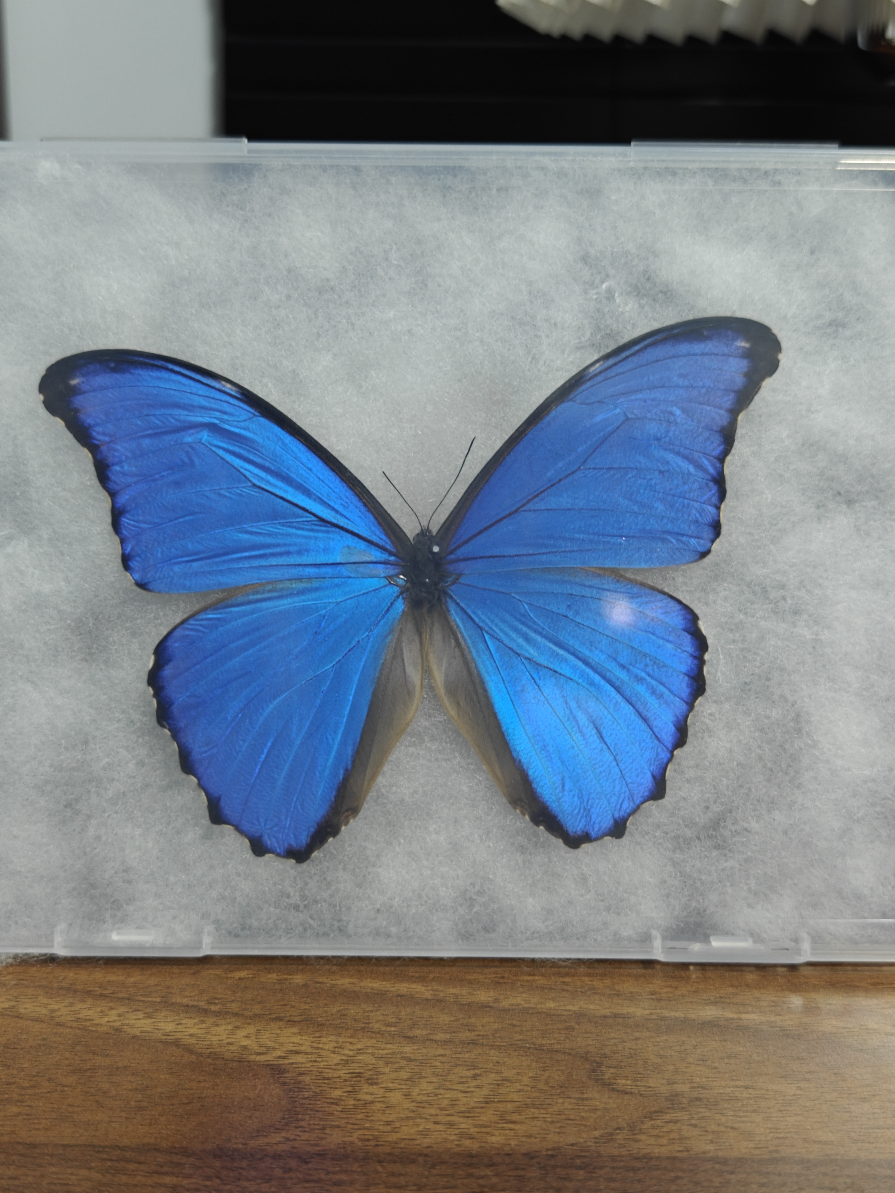 大蓝闪蝶微瑕14.3cm  展翅品棉盒 仔细看图后再拍