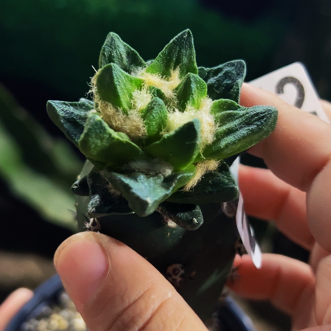 无花朵福利短尤龙角牡丹225