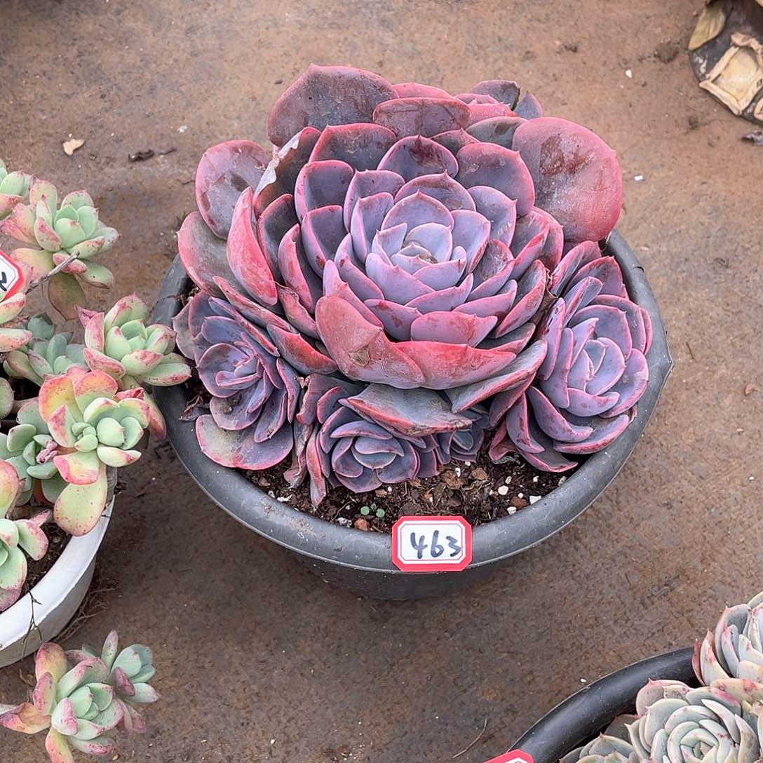 463尘埃玫瑰 一物一拍多肉