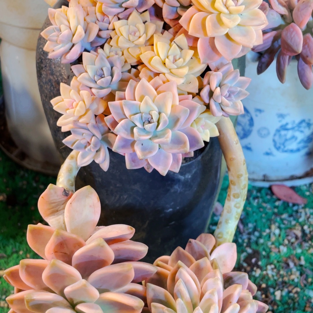 A***g锦加缀化的淡雪锦群快递包邮