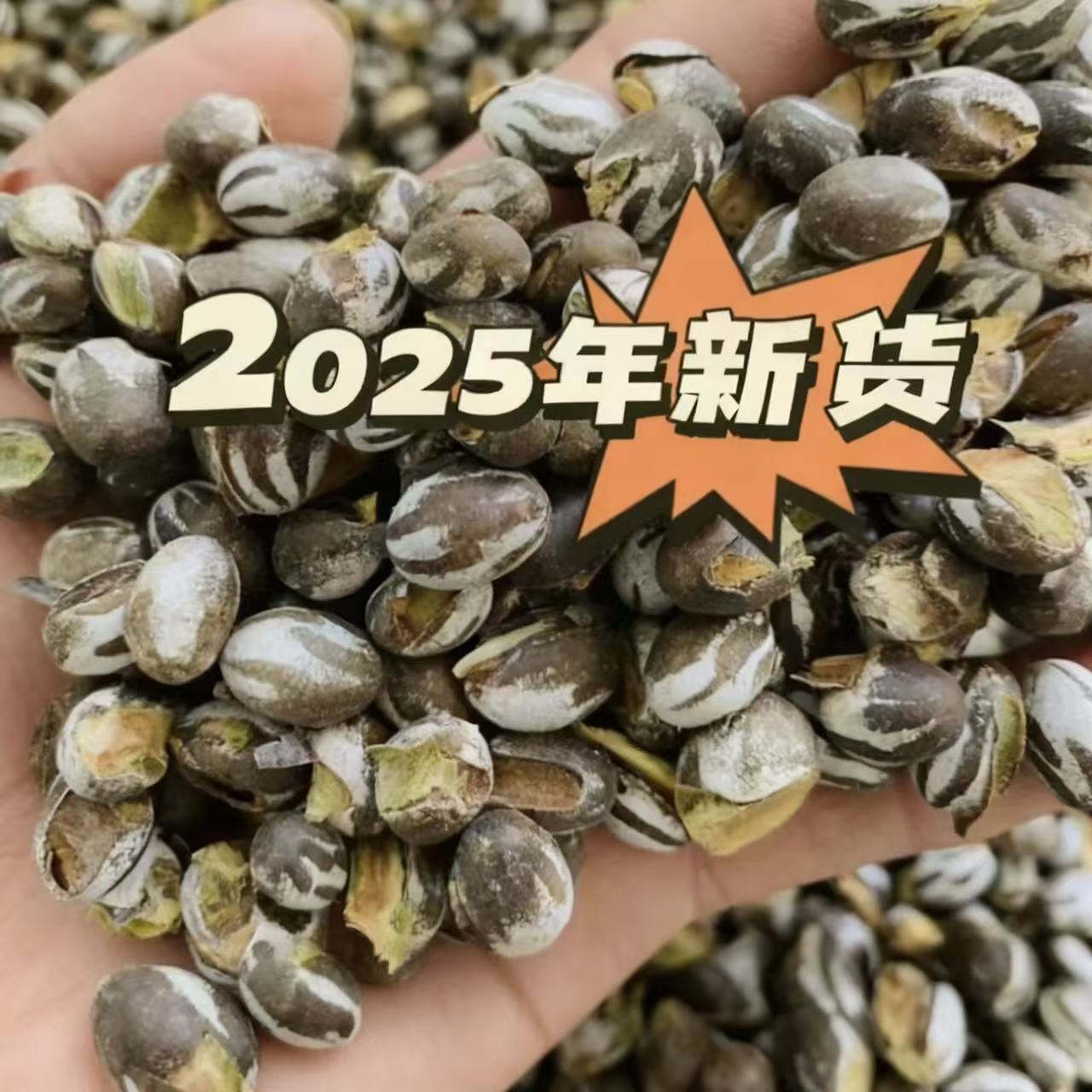 【东北杨拉罐】东北杨拉罐洋辣子刺蛾坦克虫洋辣子罐50g250g顺丰