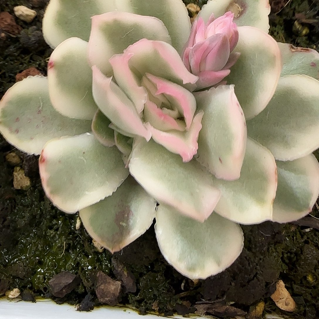 紫蝴蝶锦多肉植物的