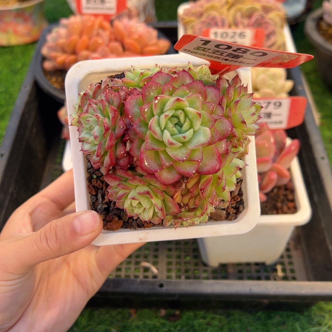 表妹精品多肉1080.