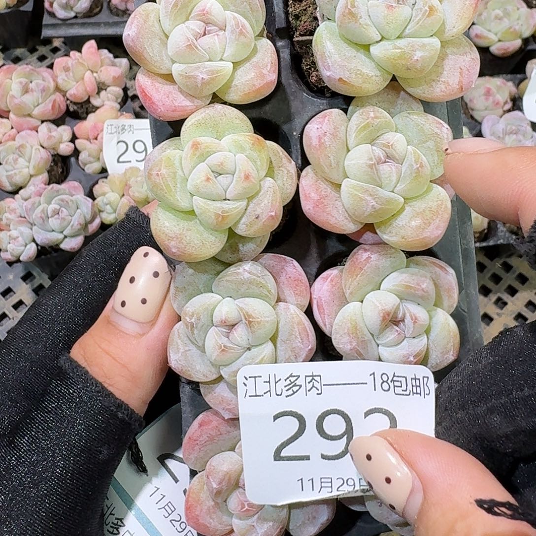 292 号到手1框一物一拍