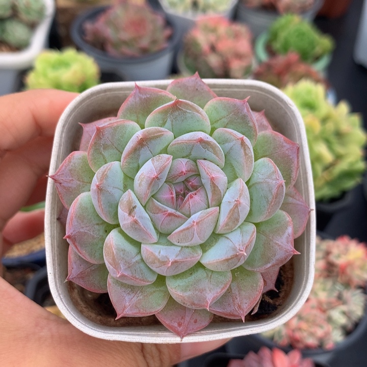 精控甘露单头多肉