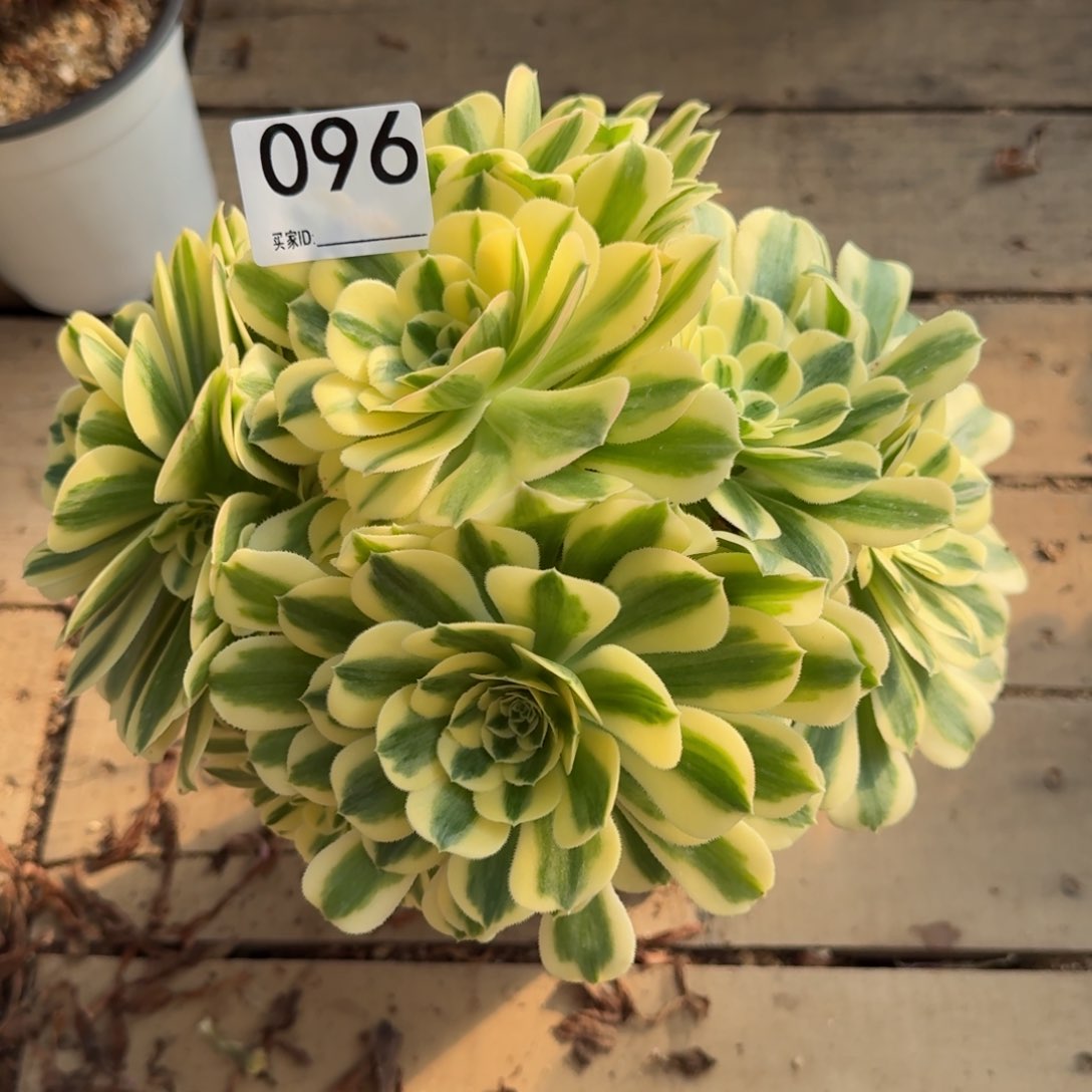 【闪购商品】096多肉