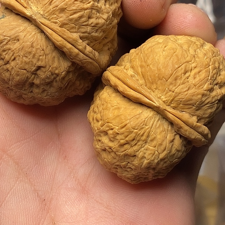 把件文玩核桃志成云铁文玩100