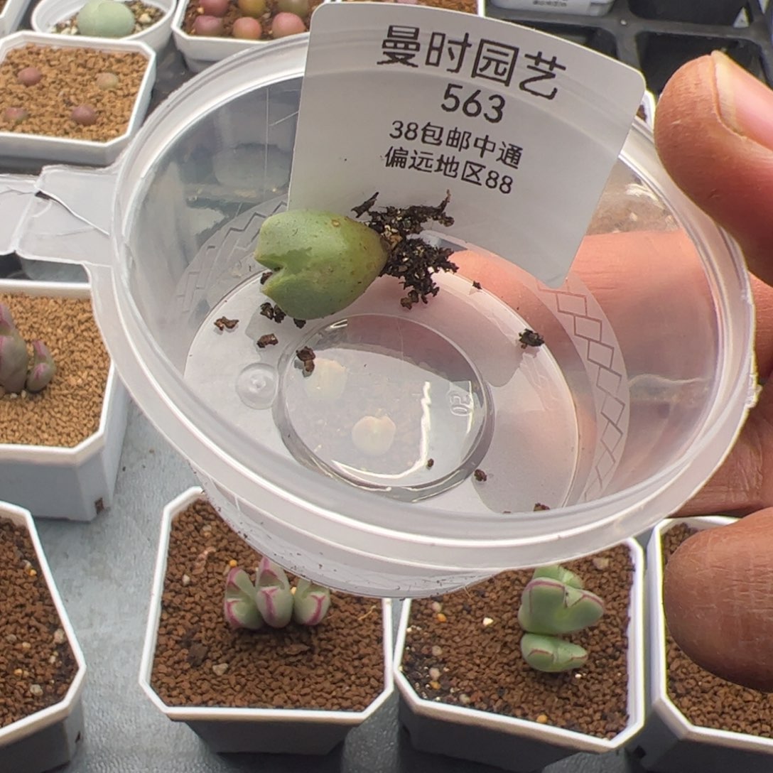 小***盒563号大眼空蝉2.19多肉