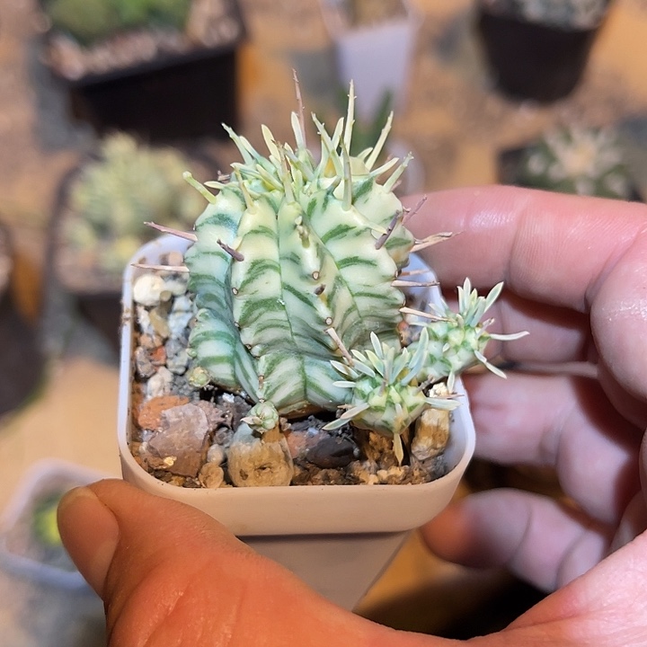 无花朵斑马锦仙人球一物一拍