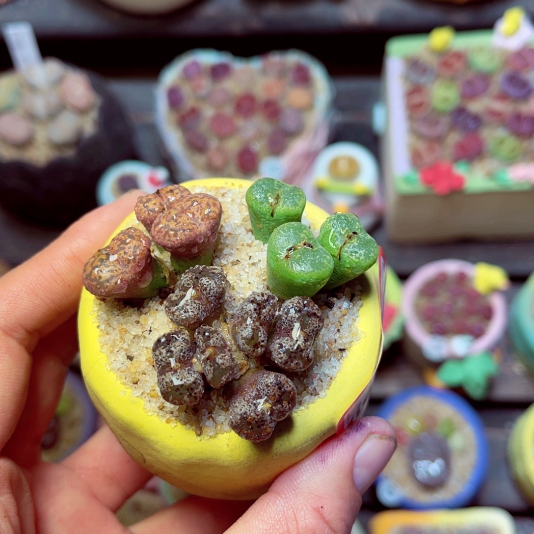 108生石花带盆发1