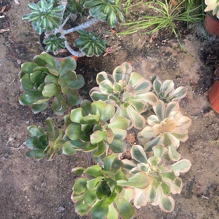 红陶哈哈哈哈哈哈哈哈哈哈