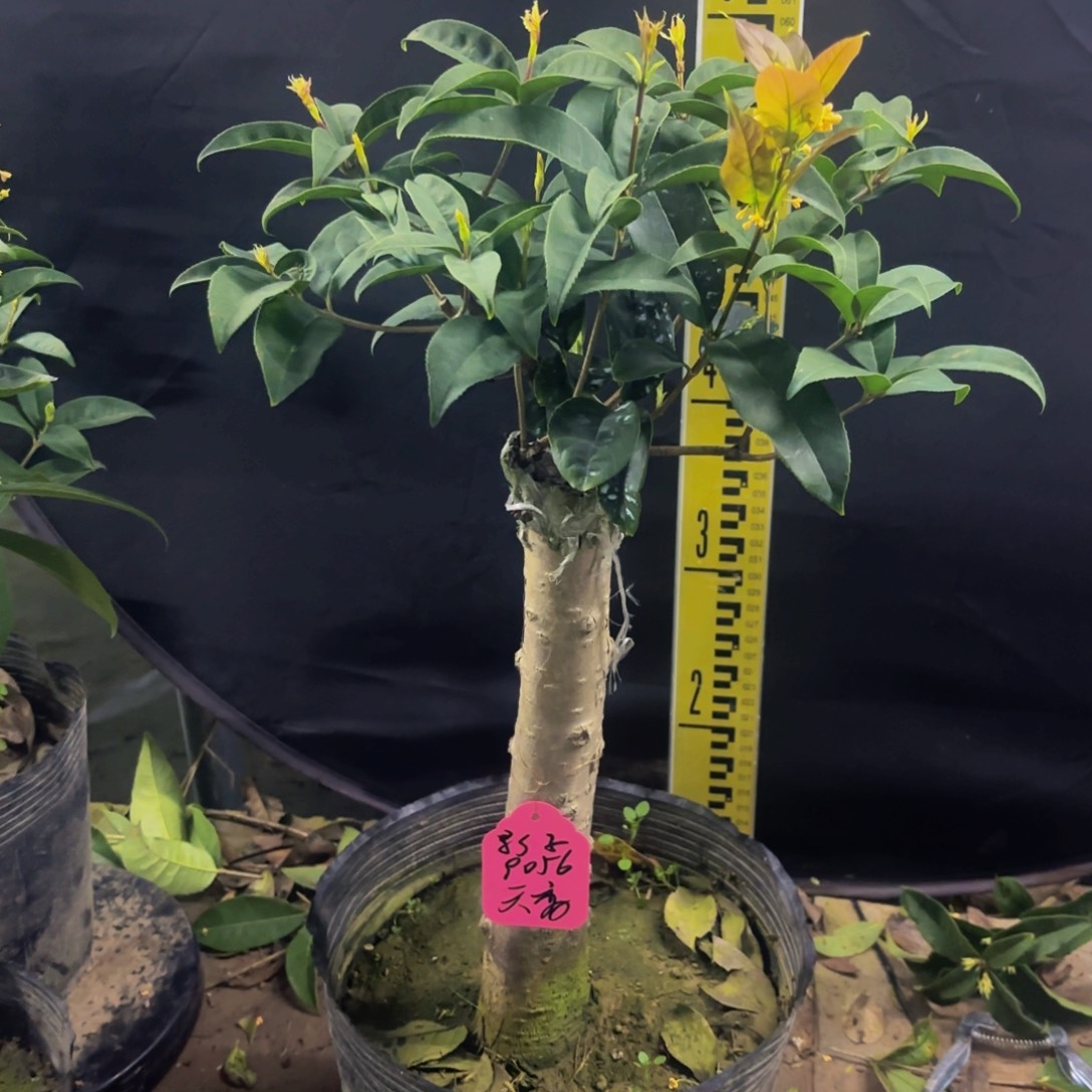 影***子完全开放天香1111111