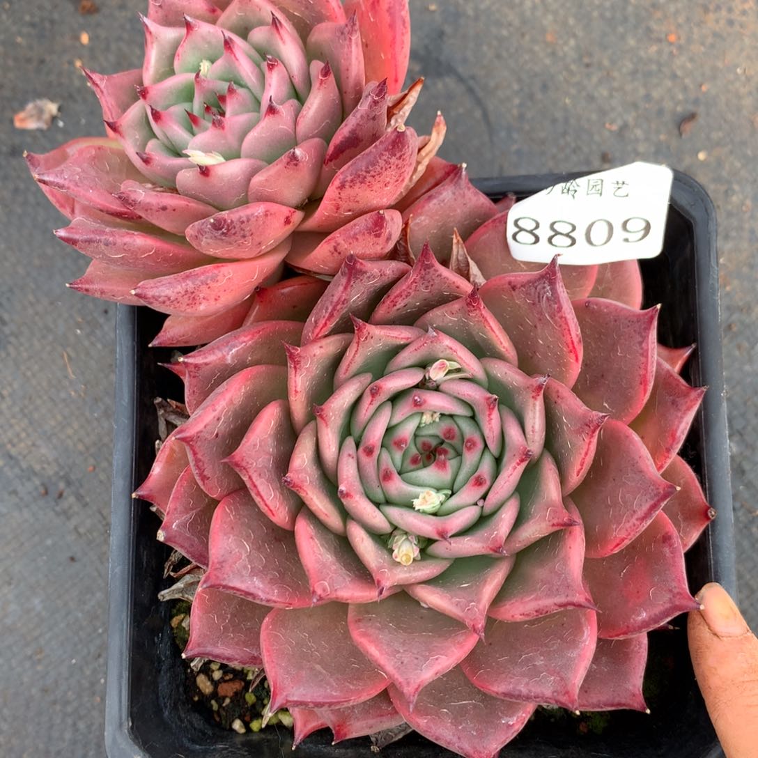 8809杂交多肉老桩