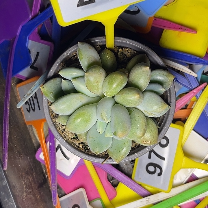 多肉植物胖体哥特201