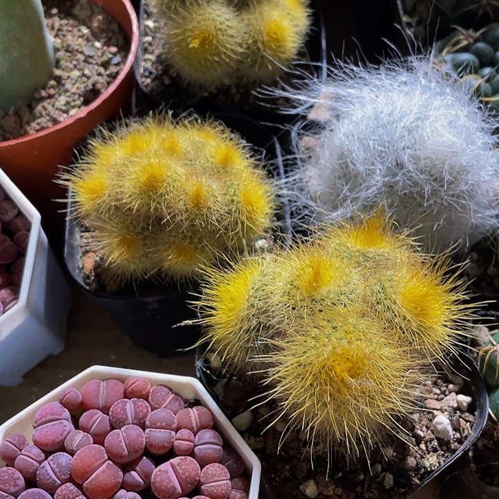 金丝猴9.9带盆土发