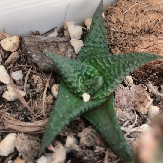 原始黑肌硬叶多肉133