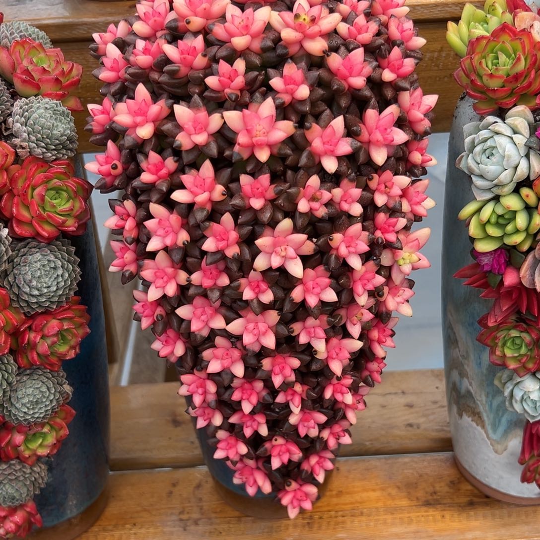 026黑骑士多肉组合花园嘴啊