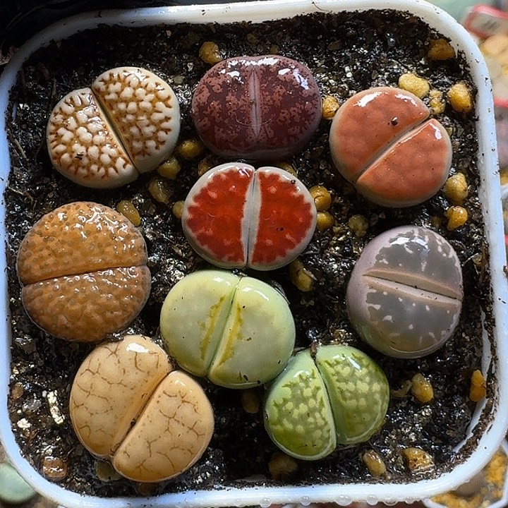 生石花1111112。  120