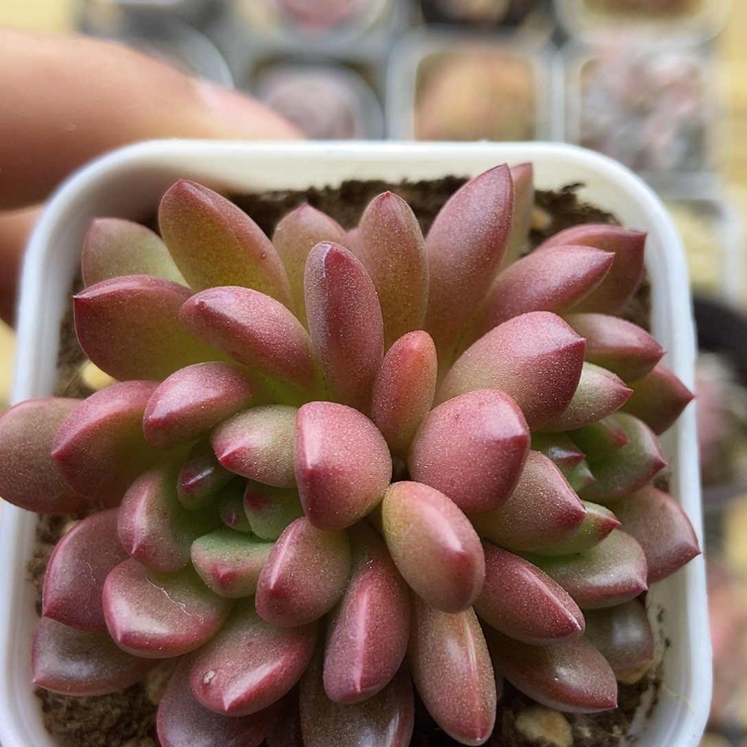 一物一拍一单包邮 271