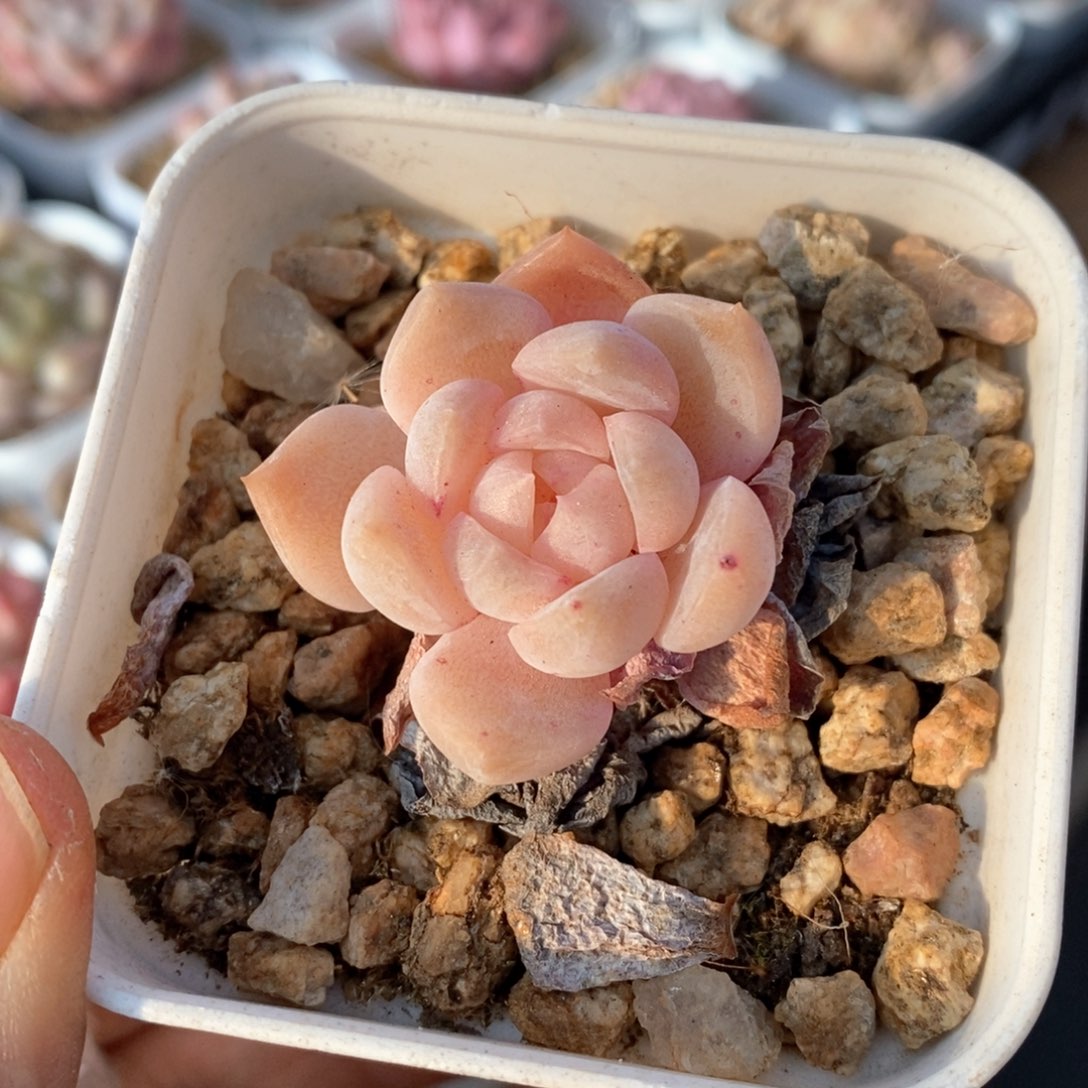 精品多肉一物一拍114