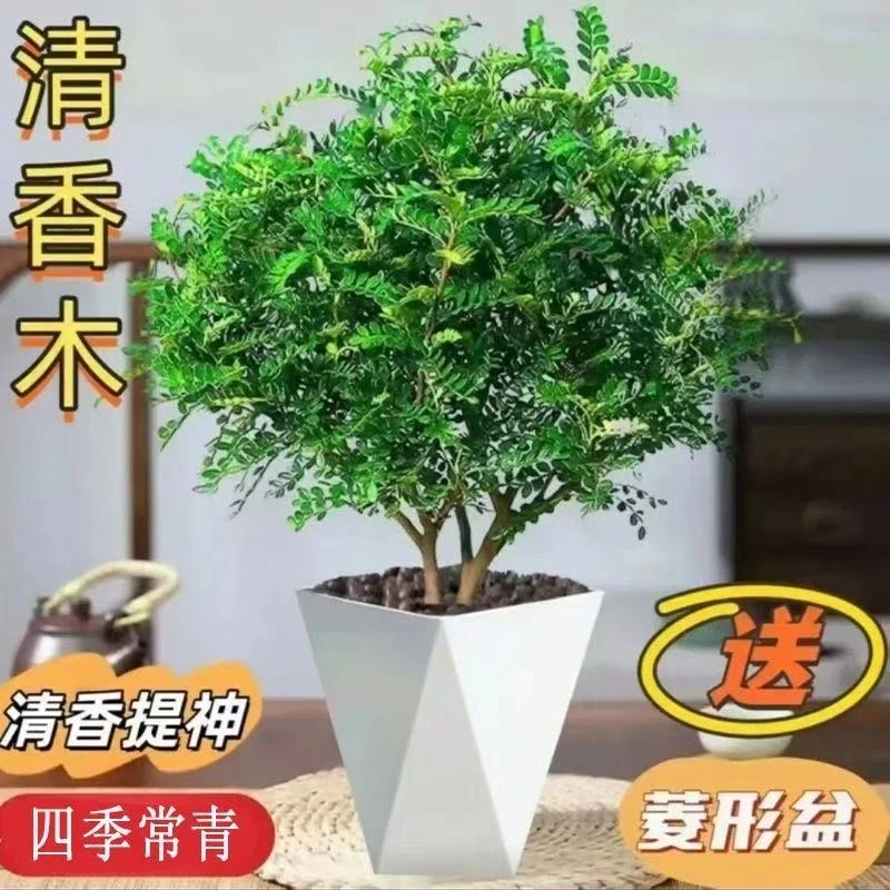 清香木盆栽驱虫驱蚊草室内客厅花卉办公室桌面绿植吸甲醛四季常青