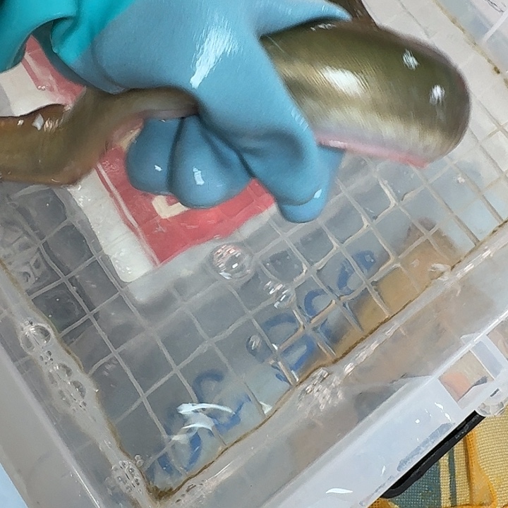 野生鳗鱼一斤三两