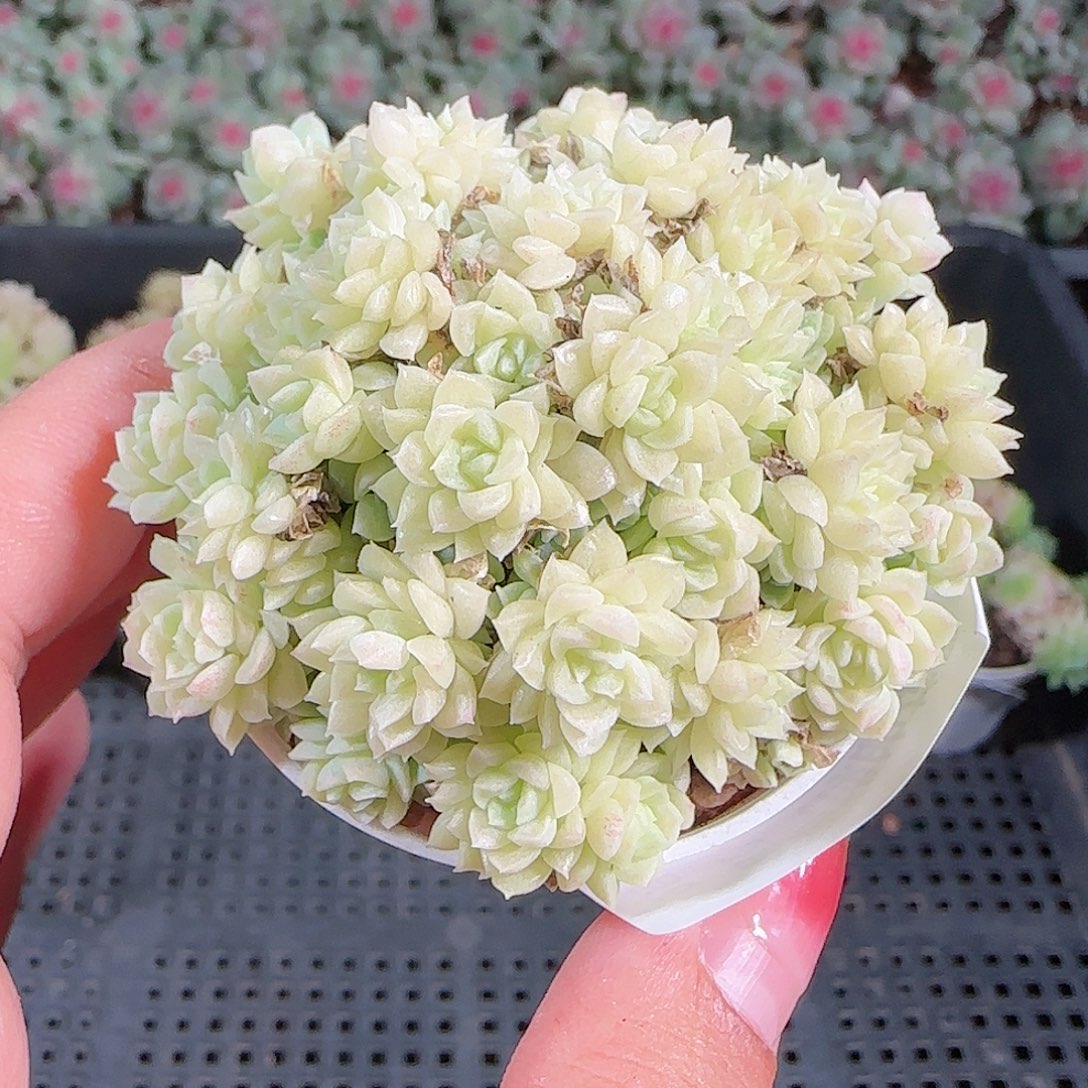 0921-52麦秆优选不包整
