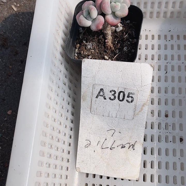 娇*v305mmmmmmmm密密麻麻吗