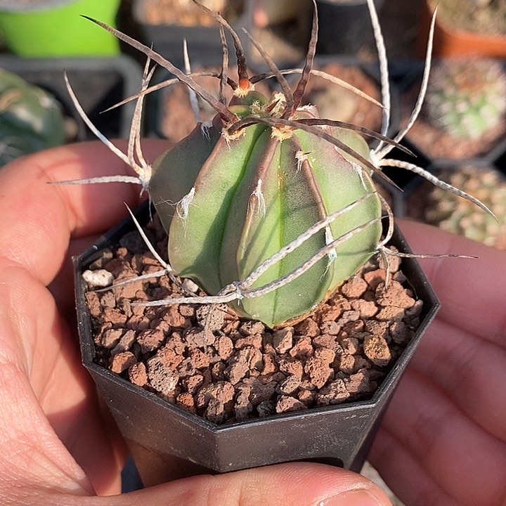 孤品实生优选全刺螺旋纹水牛角瑕疵福利4.8cm仙人球