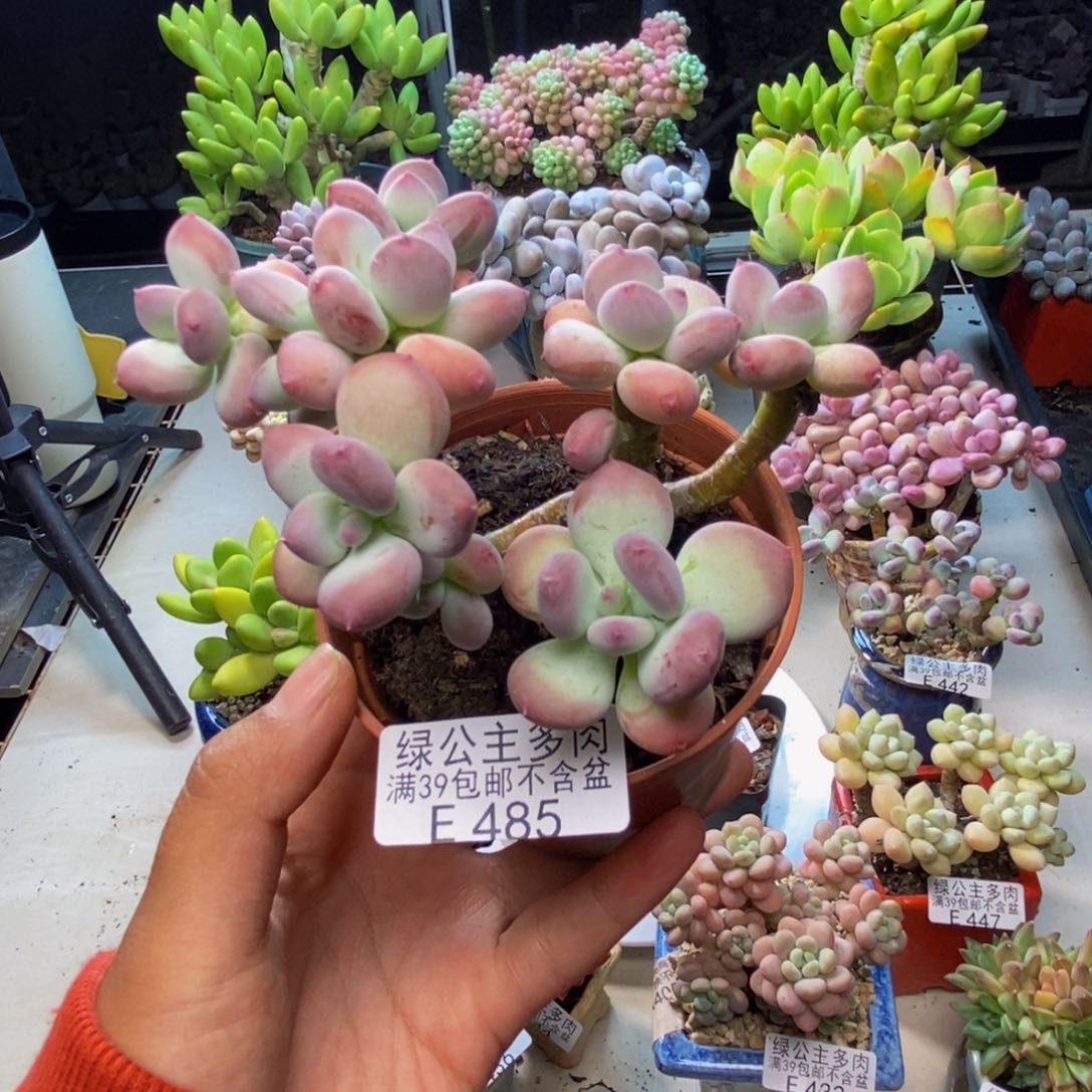 485苹果奶四代多肉8c m