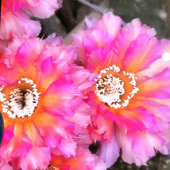 彩云自根6公分以上满18包邮