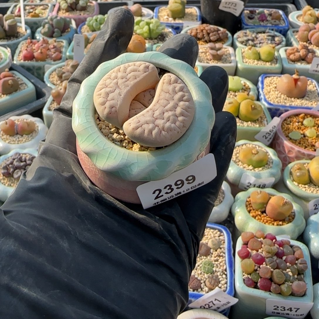 2399--一物一拍 带盆