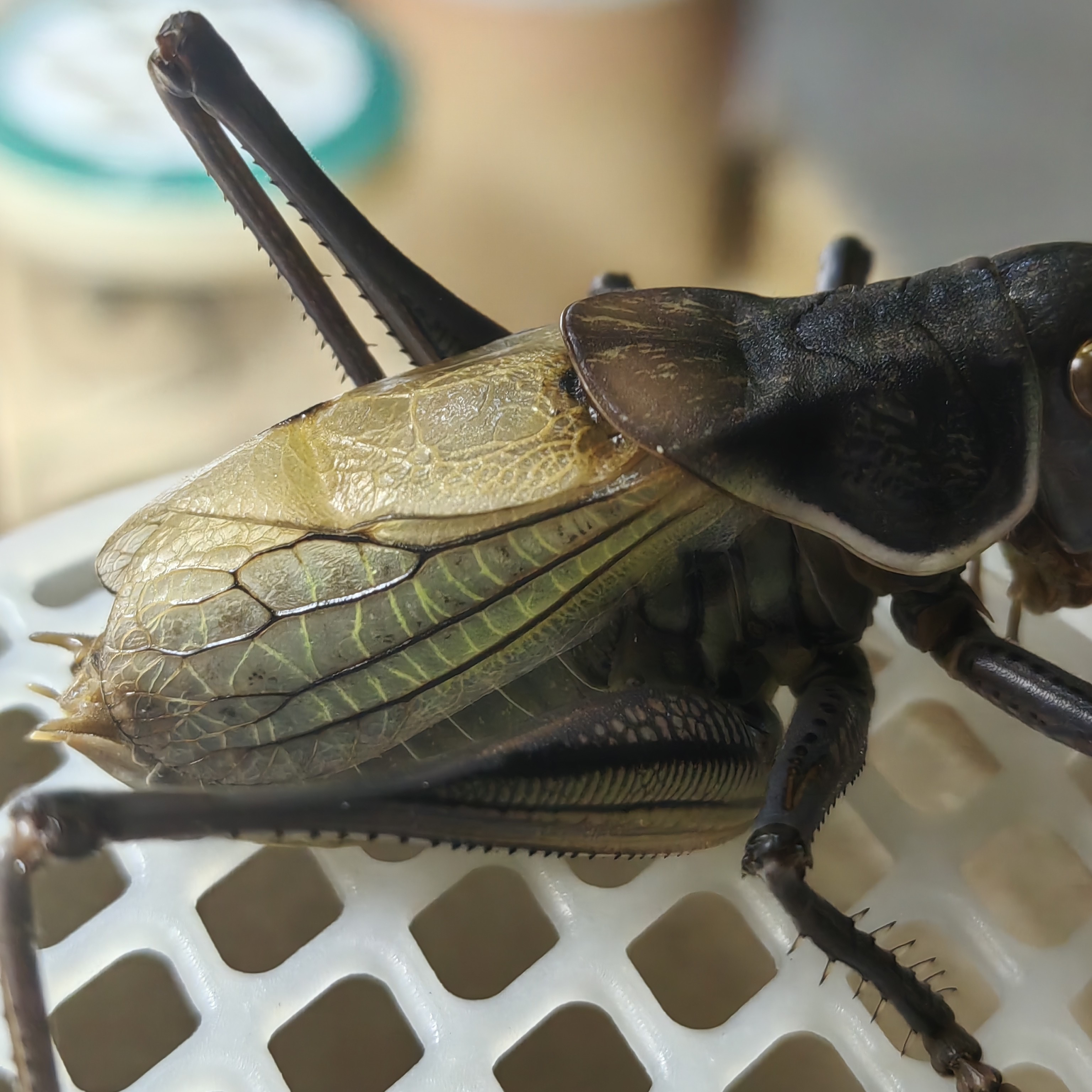 津韵鸣虫_铁皮蝈蝈模型发1 （收到货八小时完整开箱视频）