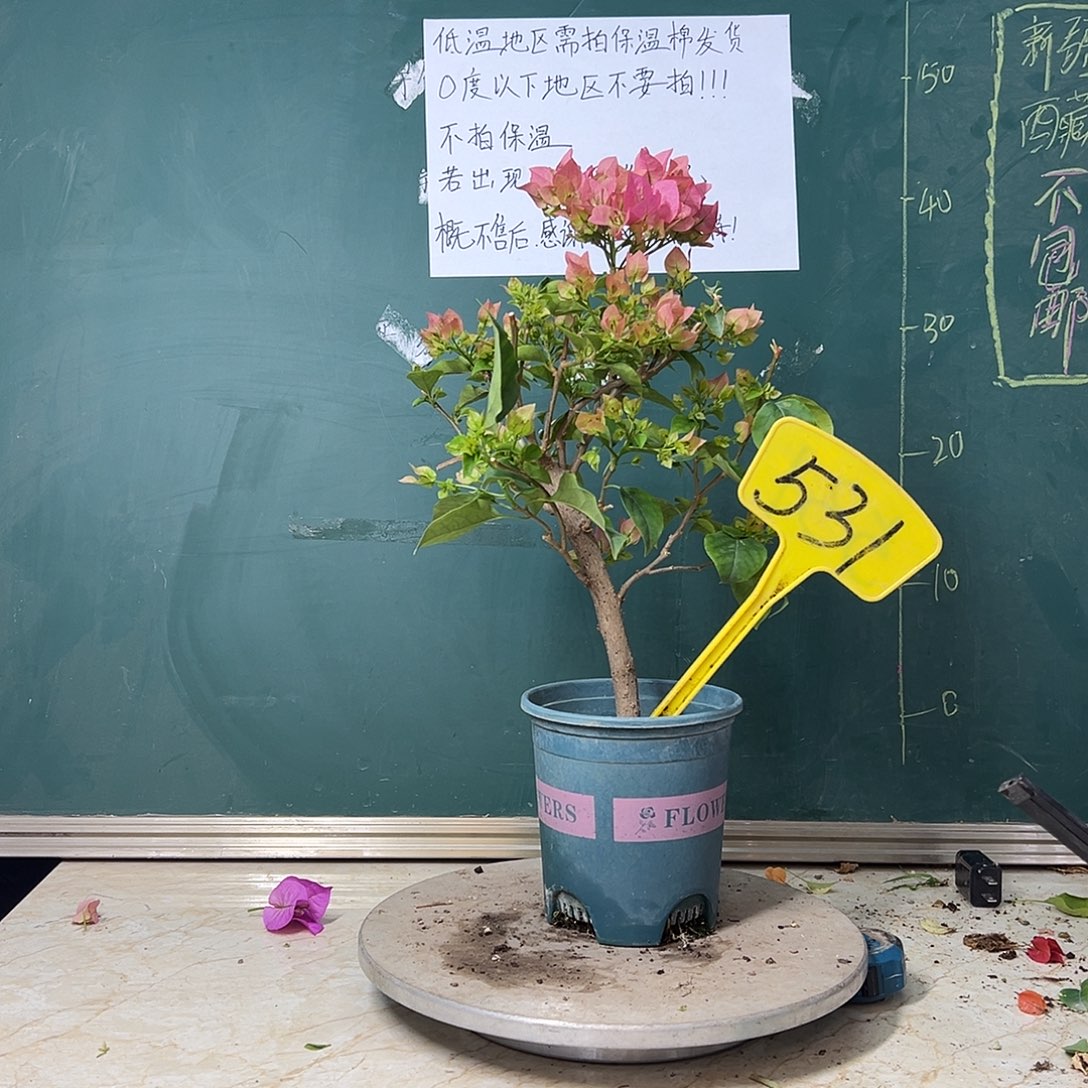 完全开放  绿叶水晶  531